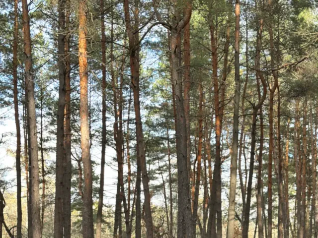 Skoda Octavia - фото 4