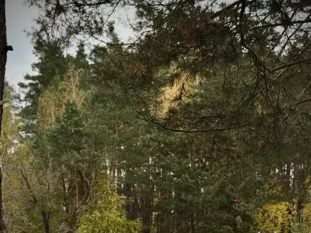 Volkswagen Passat - фото 3