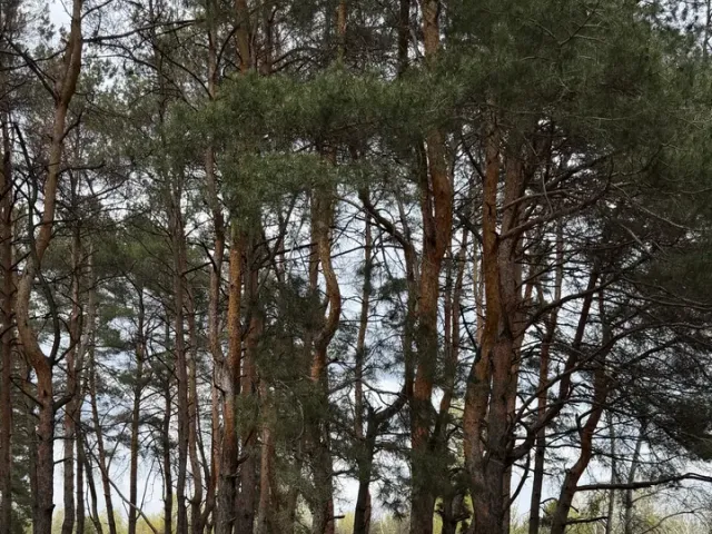 BMW 5 серії - фото 1