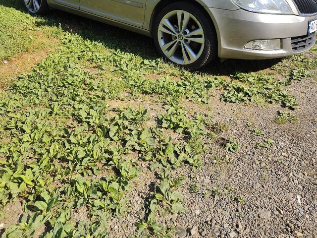 Skoda Octavia 2009, Пилипець, $7 300 - зображення 1
