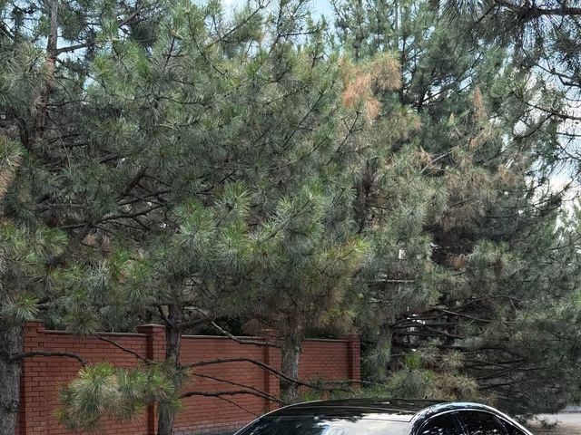 Audi A6 - фото 5